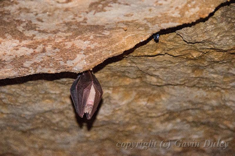 Bat, Grottes de Moidon IMGP3640.jpg
